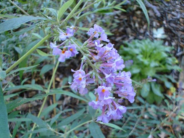 Arbre papillon BuddlejaNanhoBlue010905