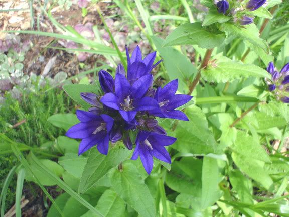 Glomerata Bleu CampanuleGlomerata