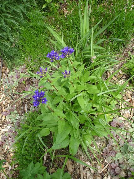 Glomerata Bleu CampanuleGlomerata_210605