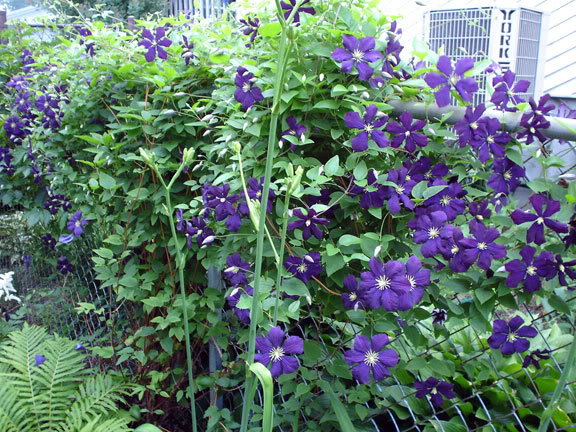 Ma Clématite Jackmanii ClematiteJackmanii290605