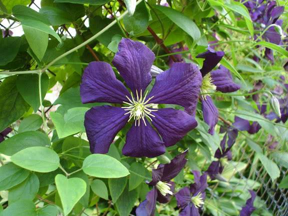 Ma Clématite Jackmanii ClematiteJackmaniiFleur2806