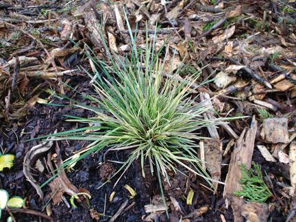 Deschampsia Caespitosa Tardiflora Deschampsia-cespitosa-North