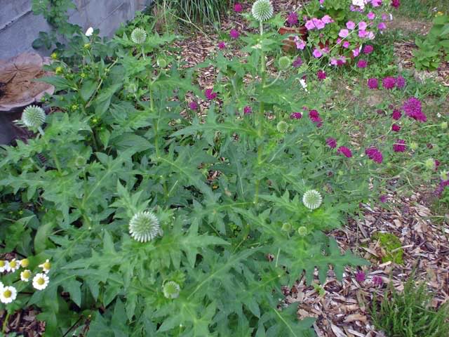 Knautia Macédonica EchinopsRitroEtKnautiaMacd