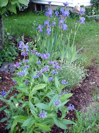 Une première association en floraison. IrisBleuCentaureaMont060605