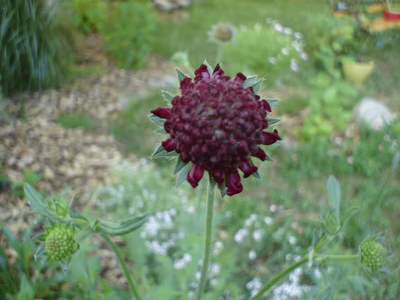 Knautia Macédonica KnautiaMacedonica200605