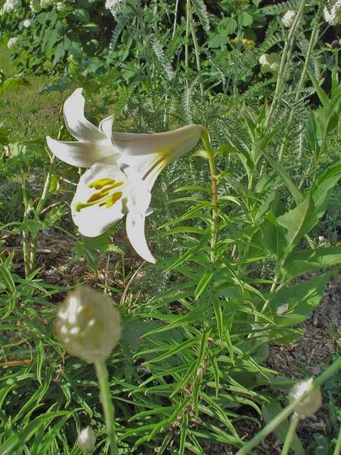 Quel est la variété de ce lys Lys070705