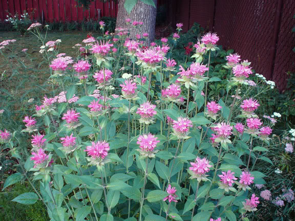 Monarde et Achillée Monarda-Marshalls-Delight0