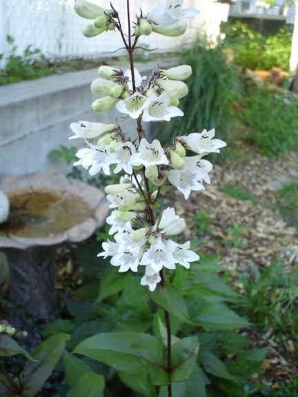 Penstemon Husker Red PenstemonHuskerRed200605