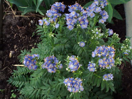 Polemonium Caeruleum (EchelleJacob) Polemonium-caeruleum020605