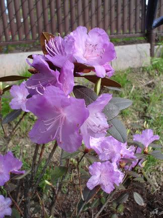 Amélanchier et Rhodo PJM RhododendronPjmPaul140505