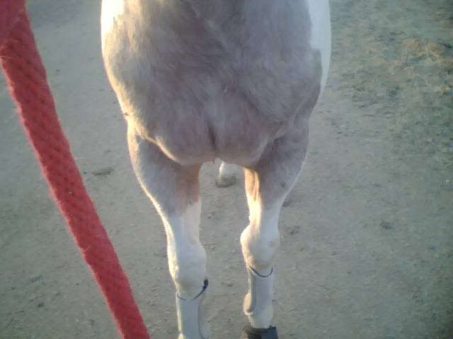 fitting a yearling Photo008