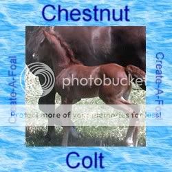 Lucky Stars Horse Ranch Chestnutcolt