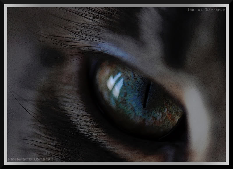 ¿Qué causa los ojos verdes cuando fotografiamos animales? Ojo_Isis_retoque-1