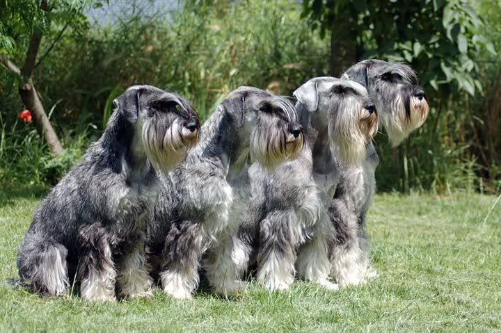 Kennel of DAIQUINCY - p/s Standard puppies! Schnauzers