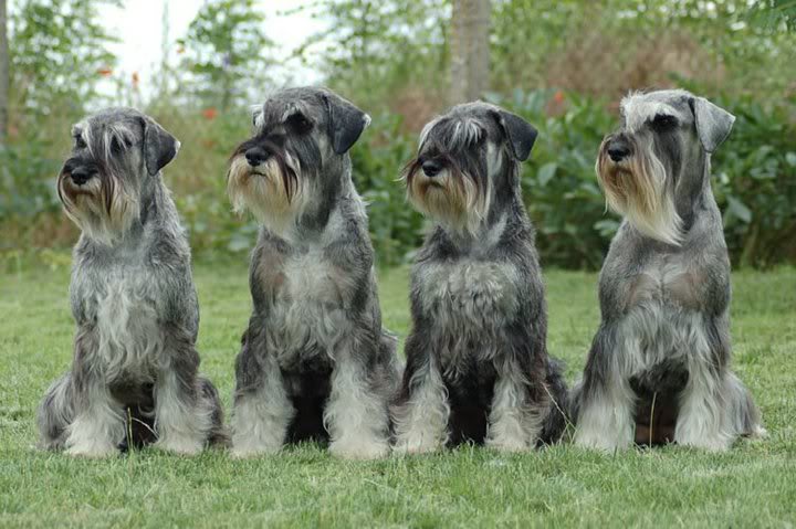 Kennel of DAIQUINCY - p/s Standard puppies! Schnauzers2