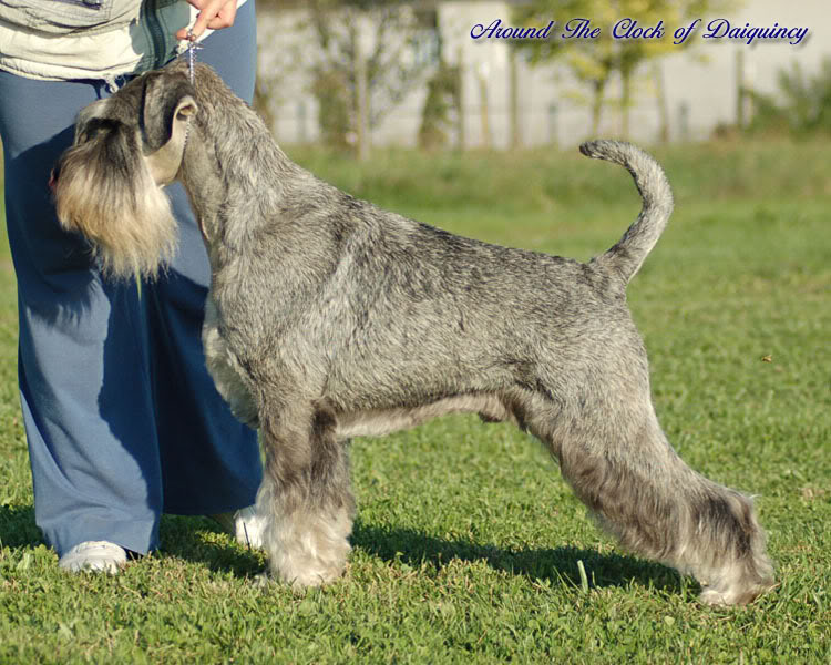 Kennel of DAIQUINCY - p/s Standard puppies! Skippy_2010_10_4-1