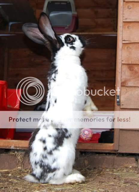 Pair of Papillions plus free shed Floellaa