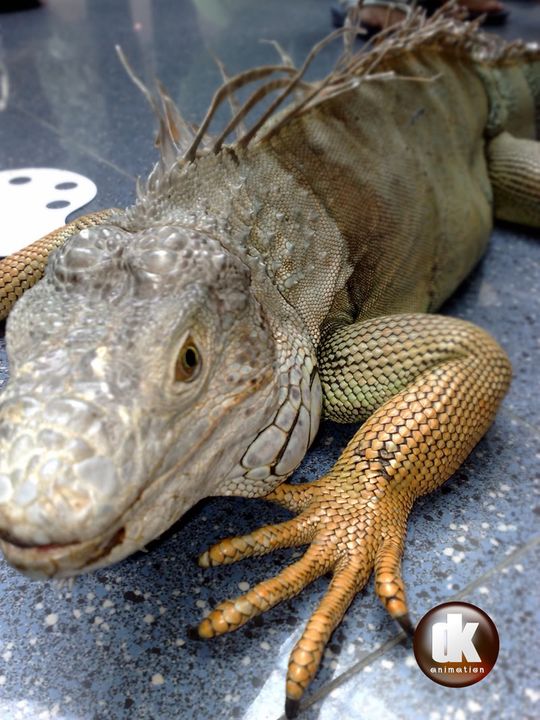 an AETA & a IGUANA Iguana2