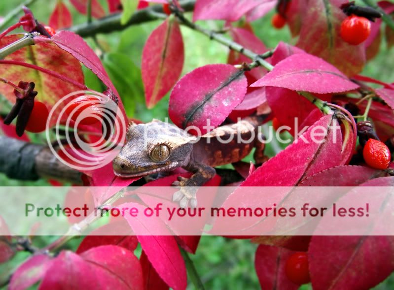 Some Fall Flavored Photos, Part 2: Crested Geckos Sequin