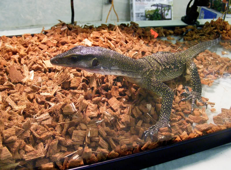 Atlanta Repticon July 2010 CA