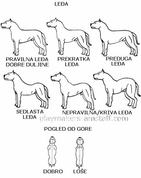 Anatomija i izgled psa LEA
