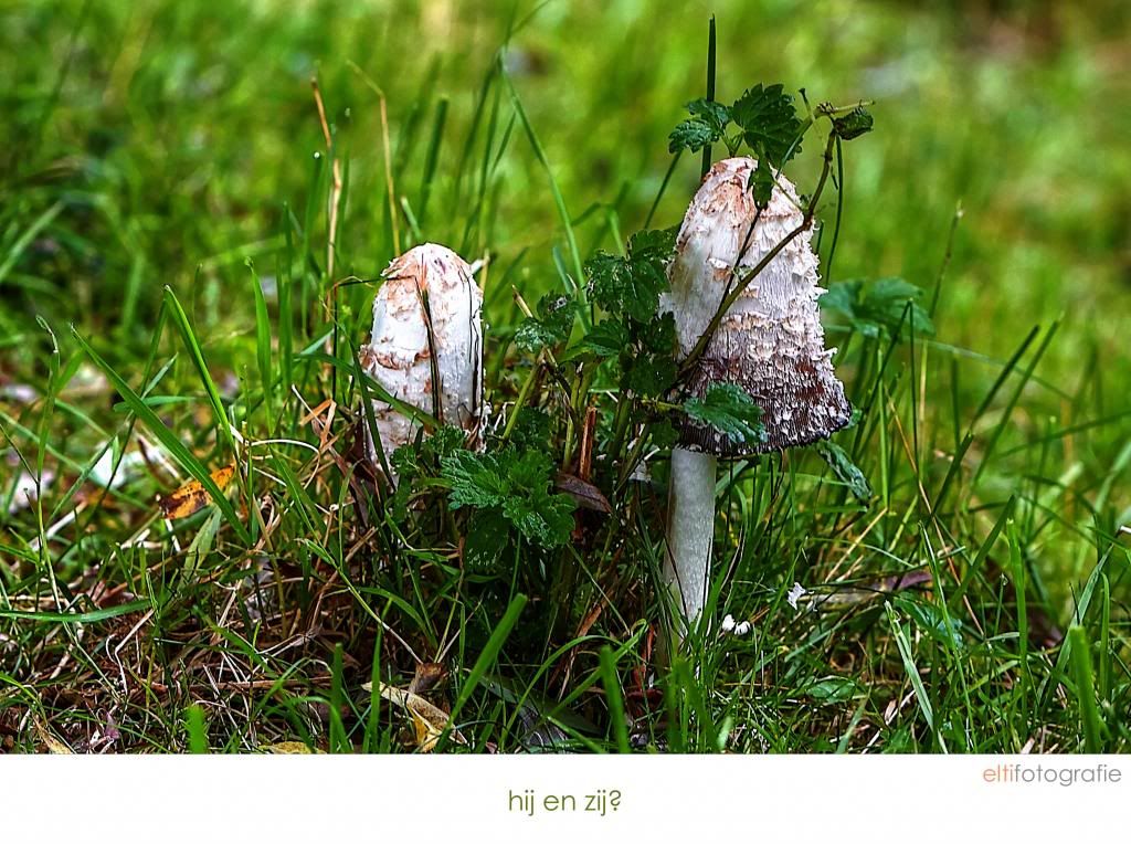 'stelletje' paddestoelen IMG_5307-Version21___tonemapped1