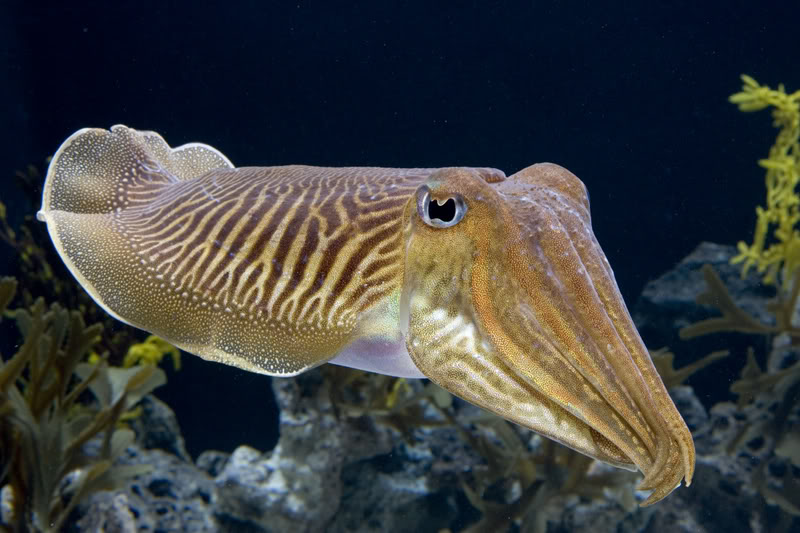 International congress of ethology ComCuttlefish9