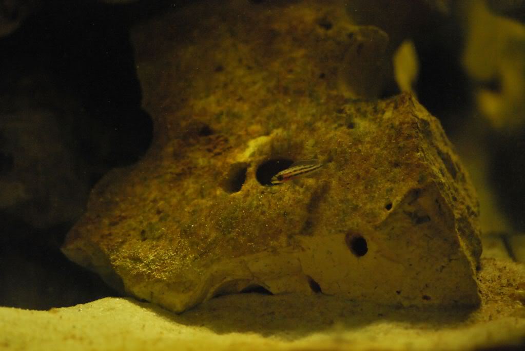 (Tanganyika) Julidochromis Dickfeldi DSC_0253
