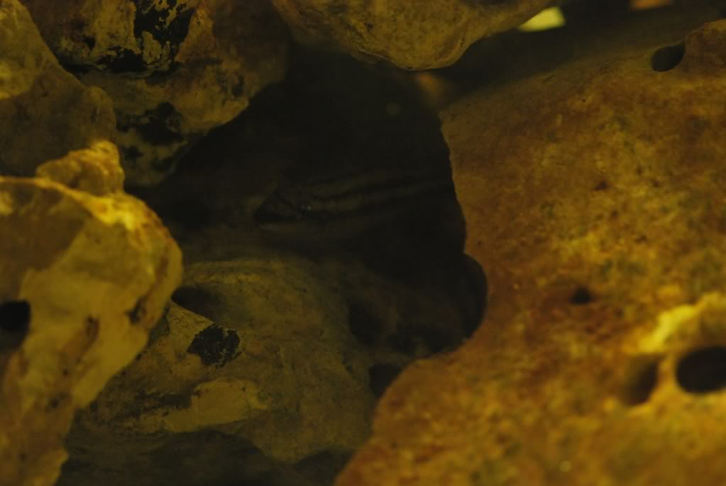 (Tanganyika) Julidochromis Dickfeldi DSC_0264_1