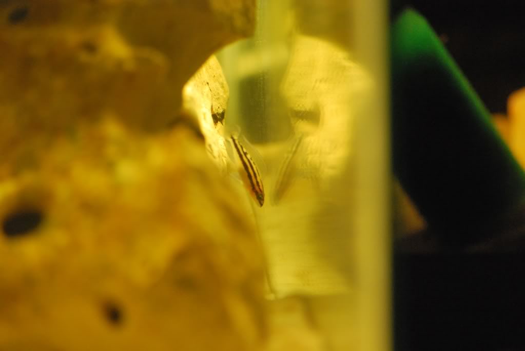 (Tanganyika) Julidochromis Dickfeldi DSC_0268_1