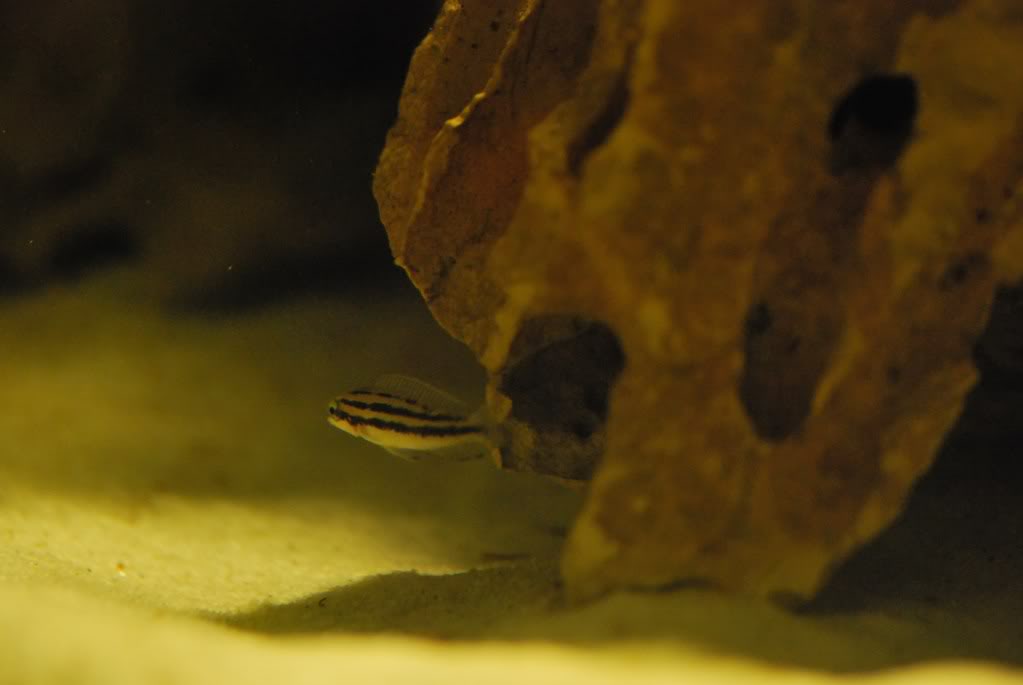 (Tanganyika) Julidochromis Dickfeldi DSC_0282_1