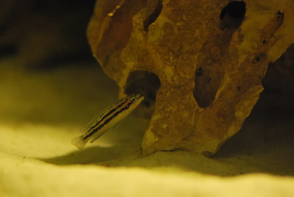 (Tanganyika) Julidochromis Dickfeldi DSC_0289_1
