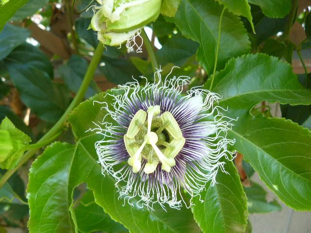 Passion Fruit Passiflora003