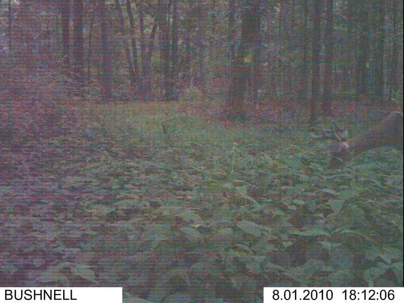 decent buck on cam Oakrdnew004