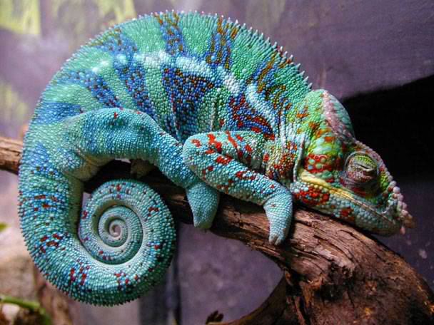 Cuteness!! - Page 2 Chameleon3149352