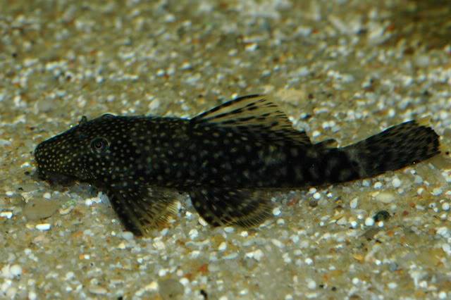 Ancistrus sp. Ancistrus_sp_004