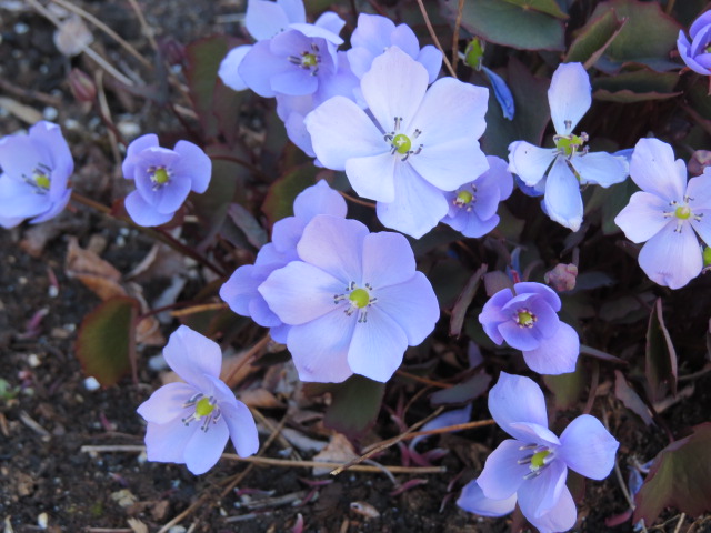 Jeffersonia dubia - Page 2 IMG_1038_zpsdaln7dcc