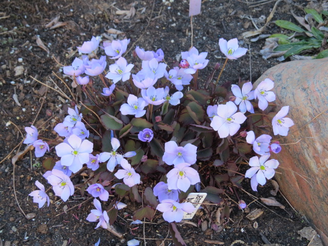 Jeffersonia dubia - Page 2 IMG_1039_zpsz3yfneye