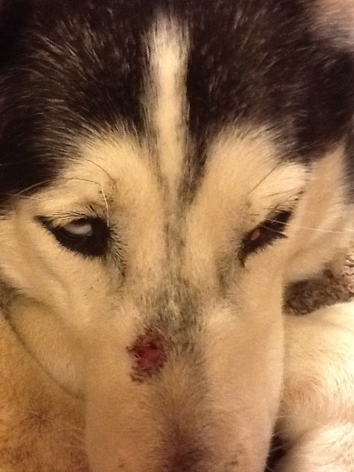 Possible "hot spot" on snout & strange growth near eye (adopted 3yr husky) Image_1348542346071388