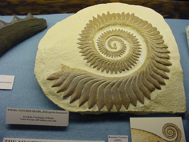 Concavenator Corcovatus [CP] Helicoprion1_zps034bf3d2