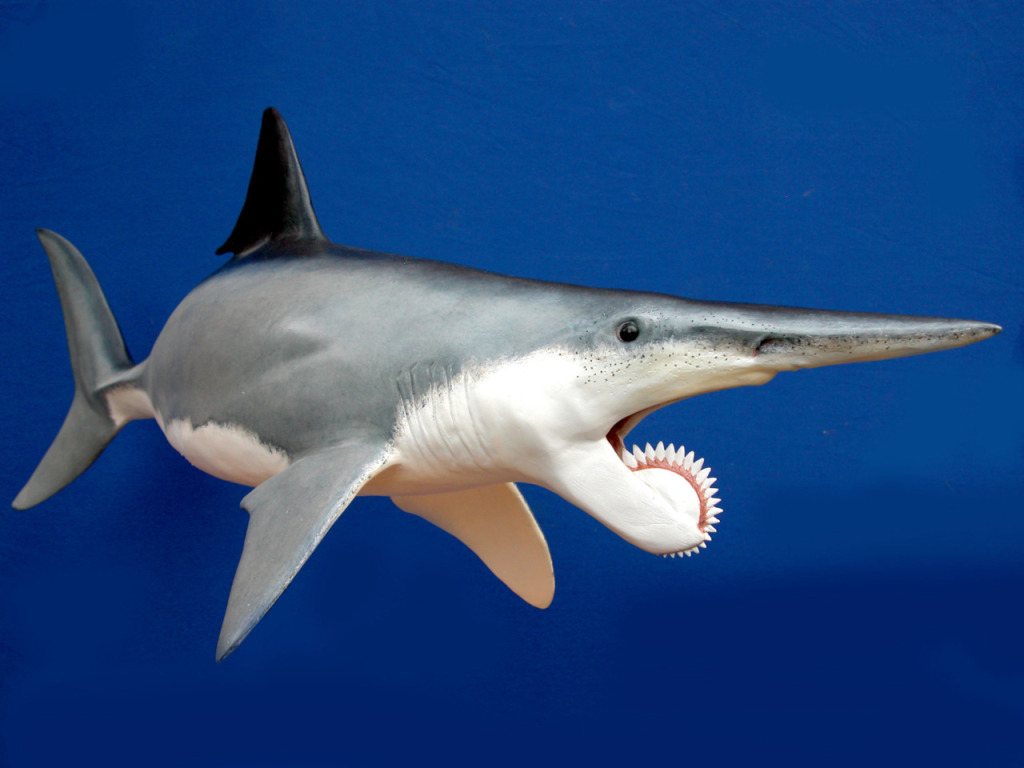 Concavenator Corcovatus [CP] Helicoprion_zpsdd69c2e6