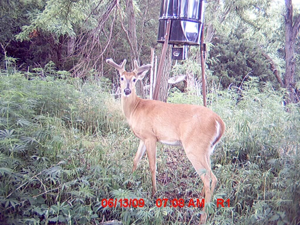 fresh buck pics. D40770