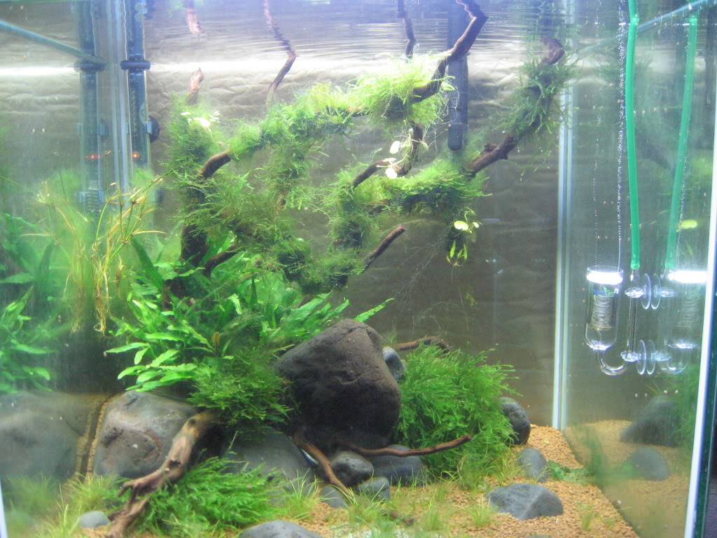 13 year old AquaScaper IMG_4349