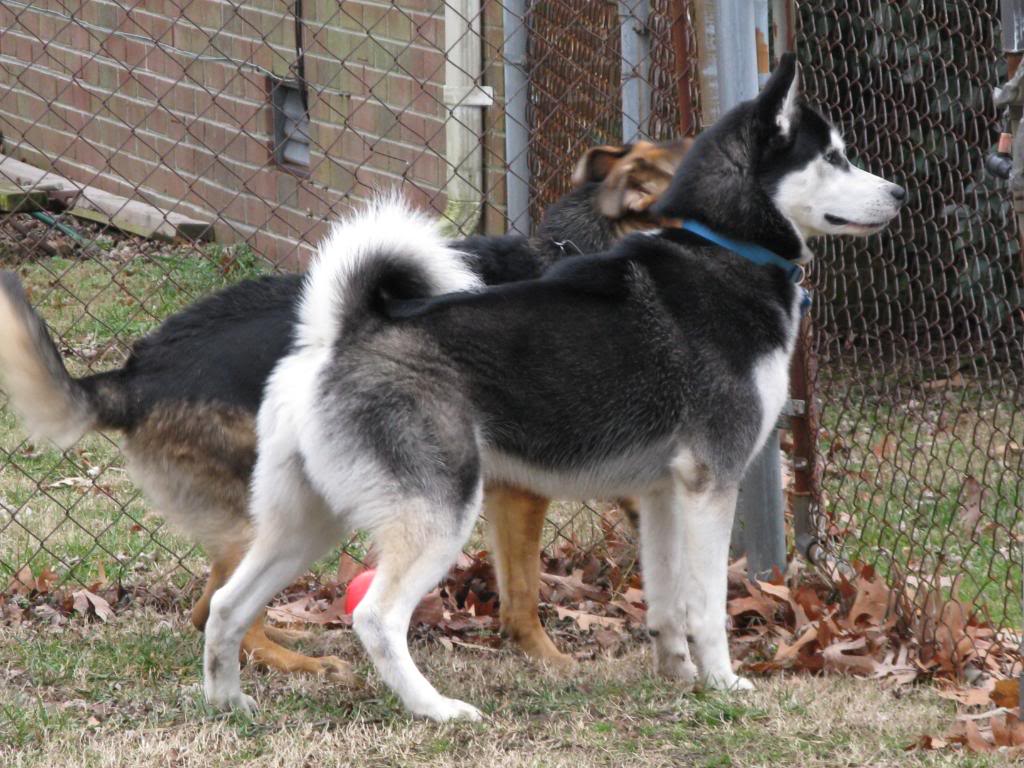 Guess who is 100% husky despite being HUGE!? ;) 105