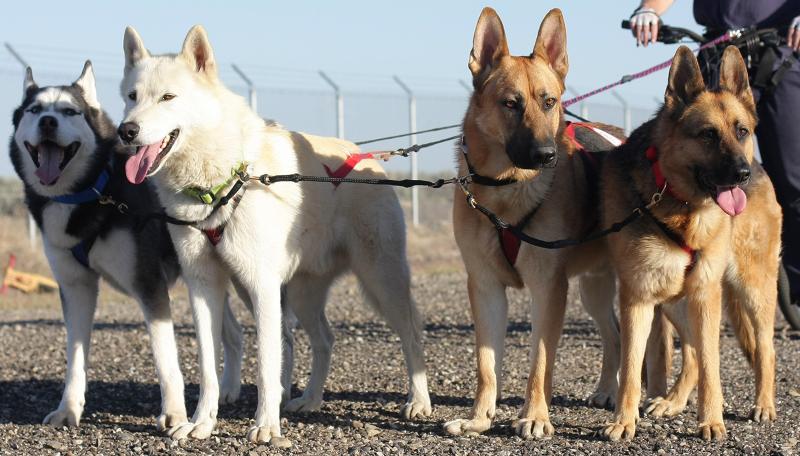 Finally, I have pics of all 4 dogs (2 Huskies + 2 GSDs) bikejoring together! 14314993377_61d0e27c3f_oe