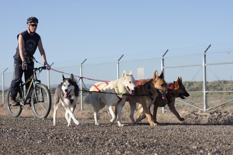 Finally, I have pics of all 4 dogs (2 Huskies + 2 GSDs) bikejoring together! 14478328956_5f70c6a1bb_o