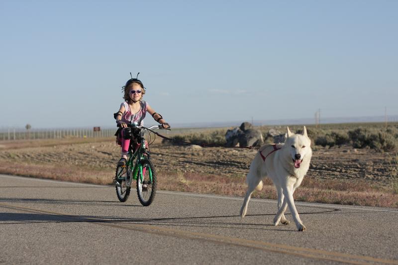 huskies - Finally, I have pics of all 4 dogs (2 Huskies + 2 GSDs) bikejoring together! 14501435255_b3edfc6339_o-1