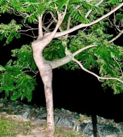 Nature is so beautiful... DancingTree