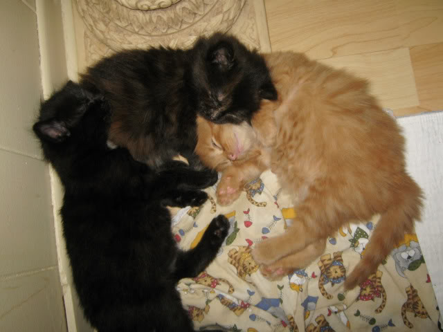 Mes 4 chats! Chatons1114