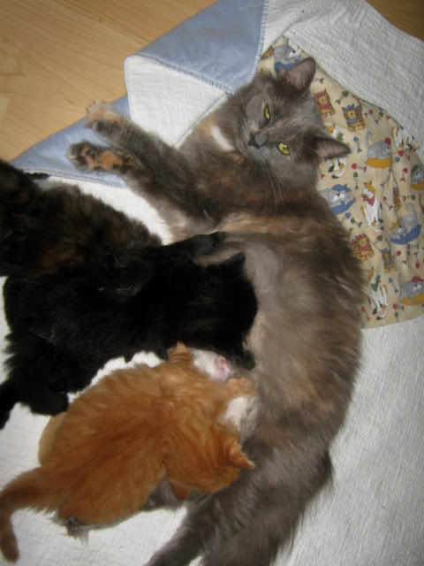 Mes 4 chats! Chatons1134